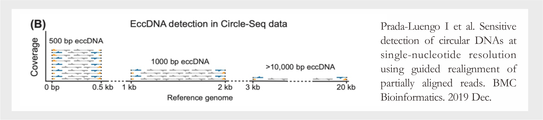 Circle-seq-eccDNA/ecDNA的意义和应用 - 上海嘉因生物